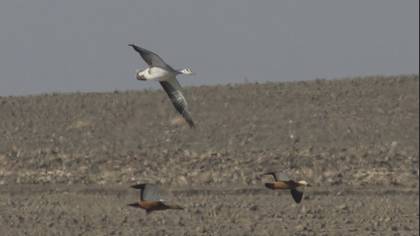 Tanımsız