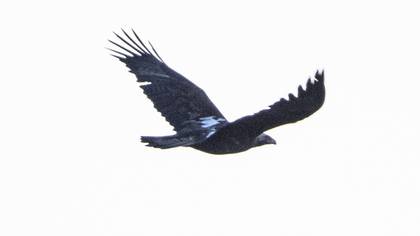Şah Kartal