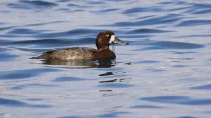 Karabaş Patka
