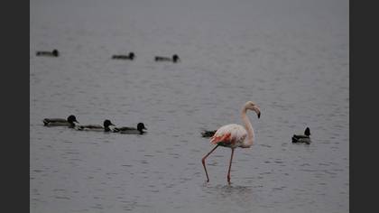 Flamingo