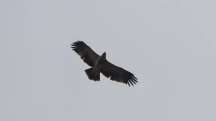 Şah Kartal