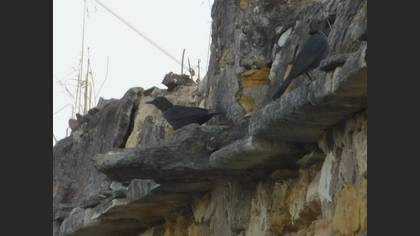 Gökardıç