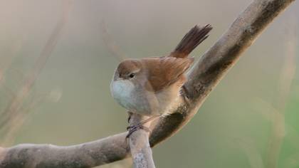 Kamışbülbülü