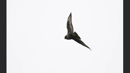 Şahin