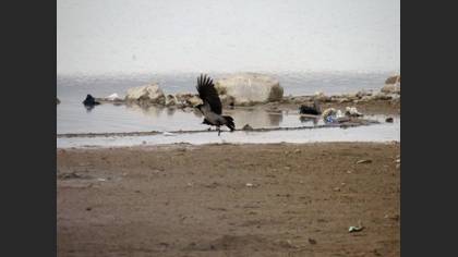 Leş Kargası