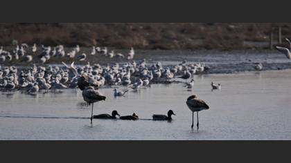 Flamingo
