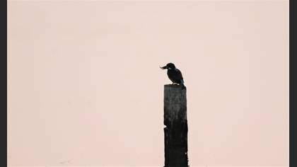 Yalıçapkını
