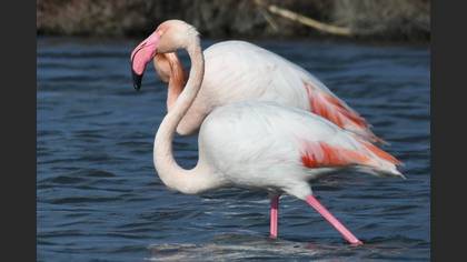 Flamingo