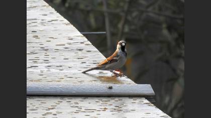 Serçe