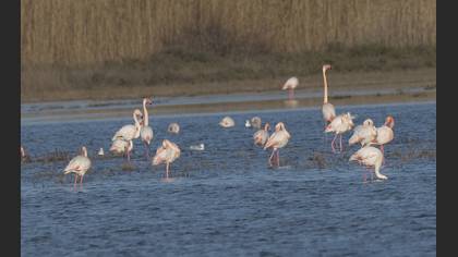 Flamingo