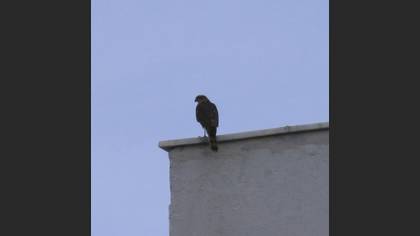 Atmaca