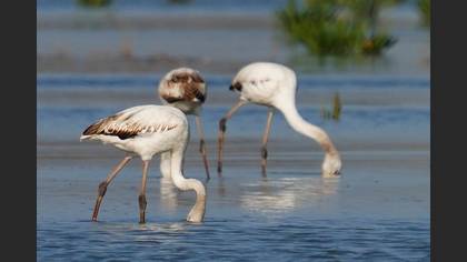Flamingo