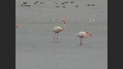 Flamingo