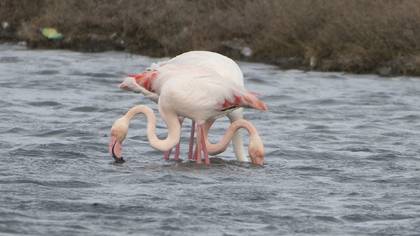 Flamingo