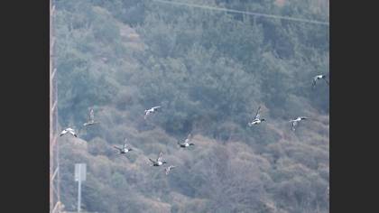 Kaşıkgaga