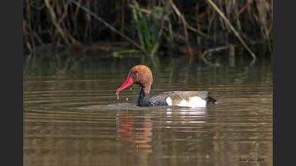 Macar Ördeği