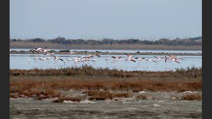 Flamingo