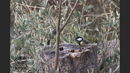 Büyük Baştankara
