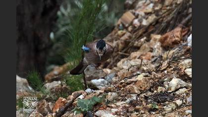 Alakarga