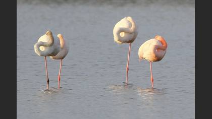 Flamingo