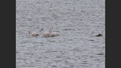Flamingo