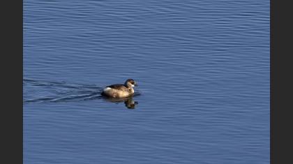 Küçük Batağan