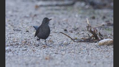 Karatavuk