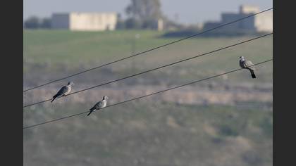 Tahtalı
