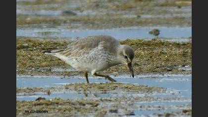 Büyük Kumkuşu