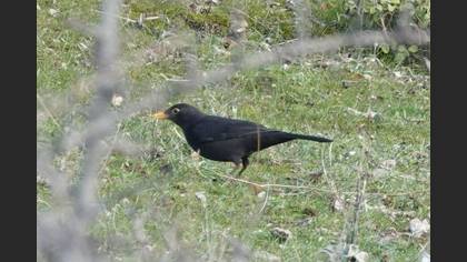 Karatavuk