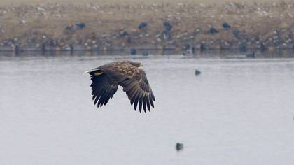 Akkuyruklu Kartal