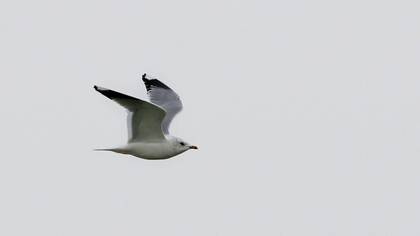 Küçük Gümüş Martı