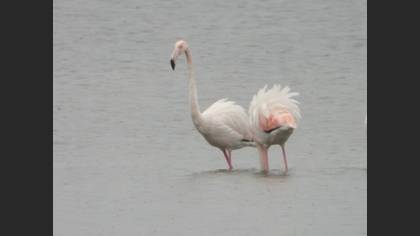 Flamingo