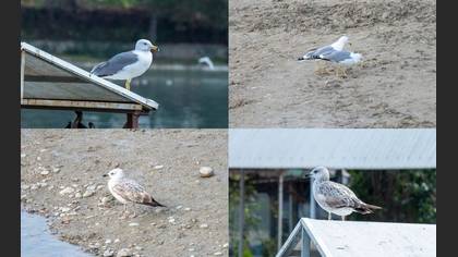 Tanımsız