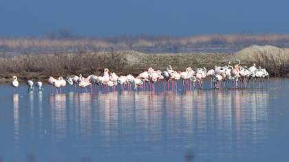 Flamingo