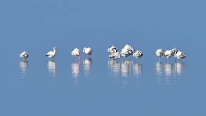 Flamingo