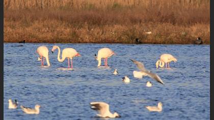 Flamingo