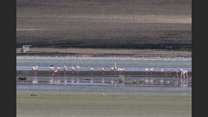 Küçük Flamingo