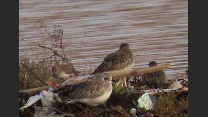 Tanımsız