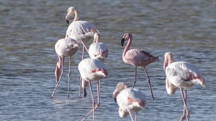 Küçük Flamingo
