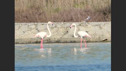 Flamingo