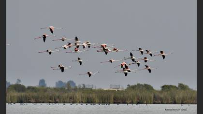 Flamingo