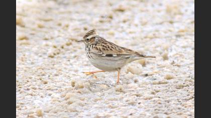 Orman Toygarı