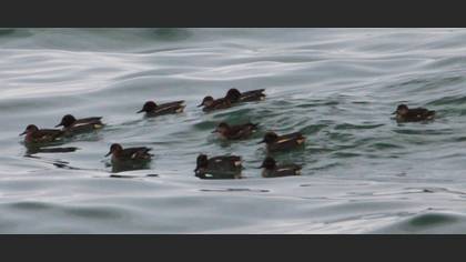 Çamurcun
