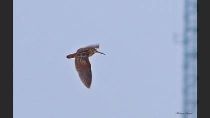 Çulluk