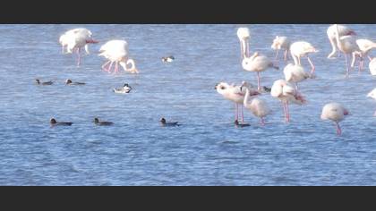 Fiyu