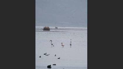 Flamingo