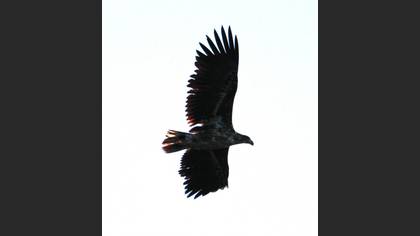 Akkuyruklu Kartal