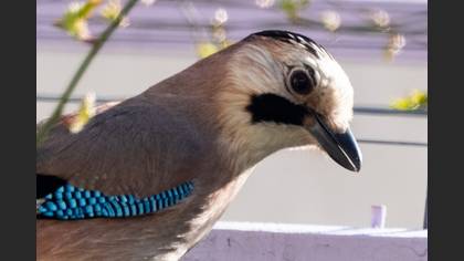Alakarga