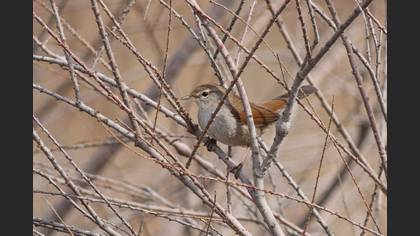 Kamışbülbülü